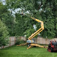 How Our Tree Care Process Works  in  Patchogue, NY