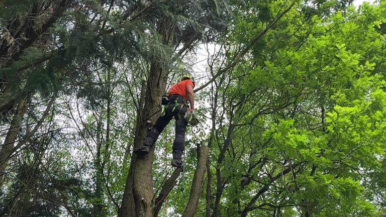 Best Tree Health Inspection  in Patchogue, NY