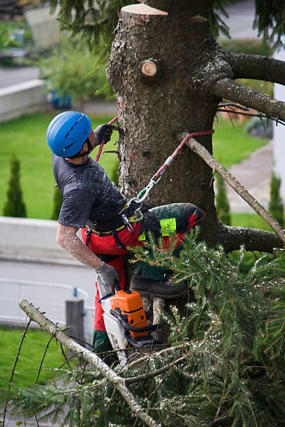 Lawn Maintenance Plans in Patchogue, NY
